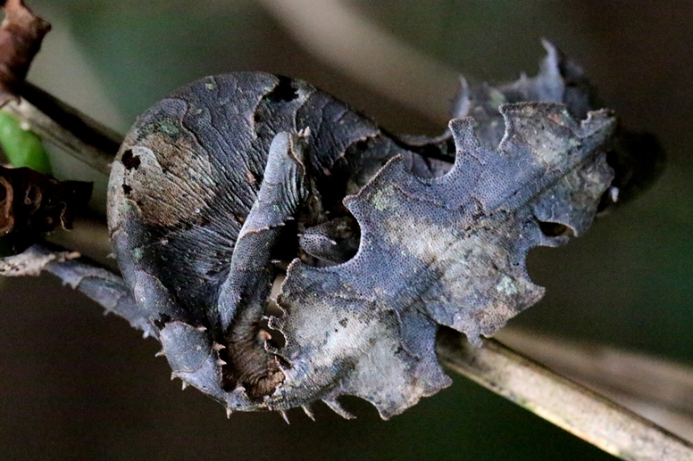 leaf-tailed gecko